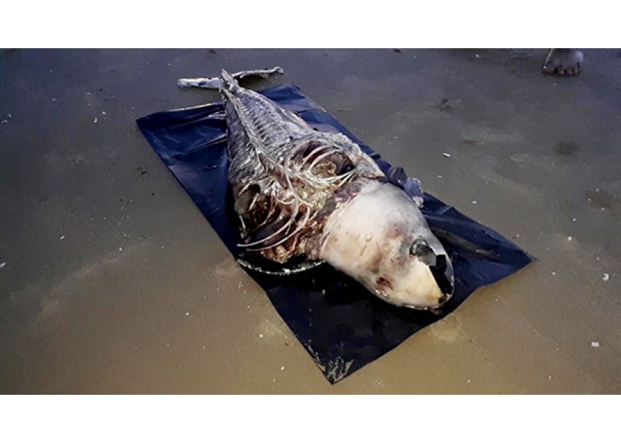 2020–11-06 海豚仅剩骸骨留下费解疑团